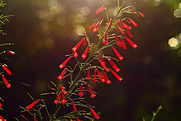 Michael_Harris-faculty-600