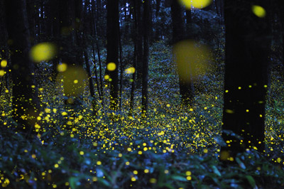 Tsuneaki_Hiramatsu-20100709-400